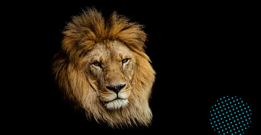 imagem de um leão