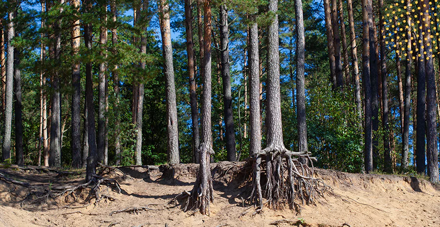 imagem de árvores em uma floresta